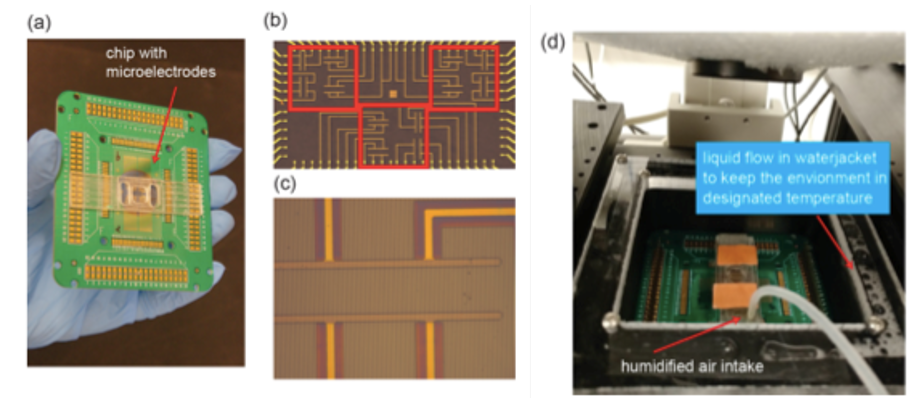 Integrated chip with nanoscale topological pattern aligned with microelectrodes for local mechanical and EF stimulation studies