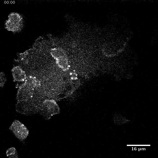 Giant D.d. cells on a flat surface.